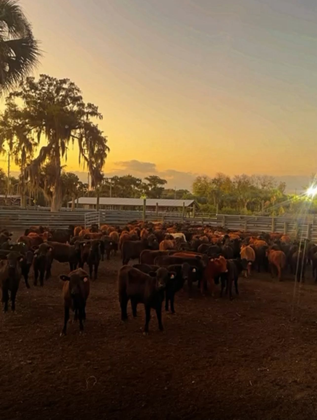 Cattle